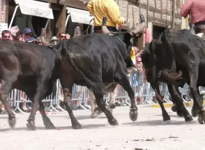 Feria_de_Marboz_2008_14