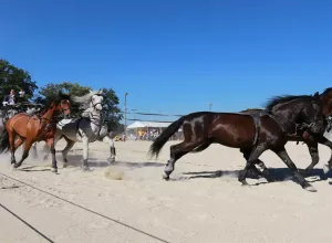 Feria_de_Marboz_2018_41
