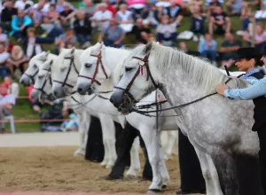 Feria_de_Marboz_2019_54