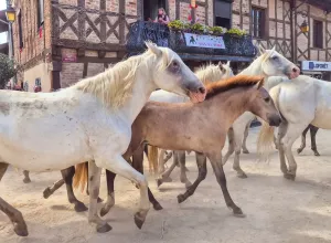 feria_de_Marboz_2025_107