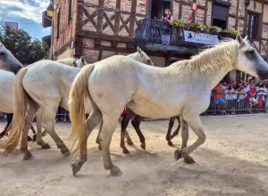 feria_de_Marboz_2025_126