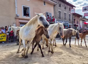 feria_de_Marboz_2025_129