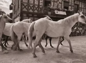 feria_de_Marboz_2025_87