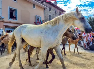 feria_de_Marboz_2025_93